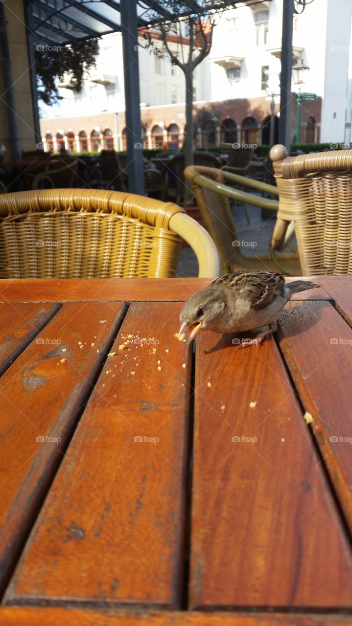 little hungry bird, Schiermonnikoog