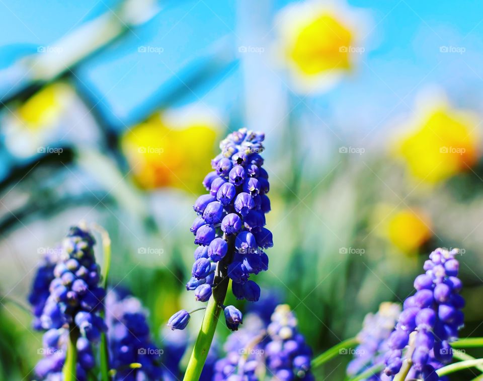 Beautiful Grape hyacinth with daffodil bokeh