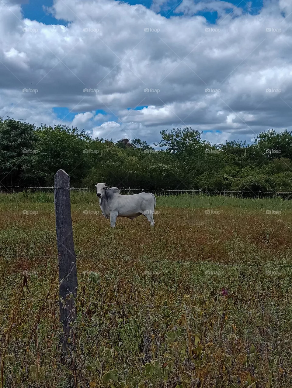 rural landscape