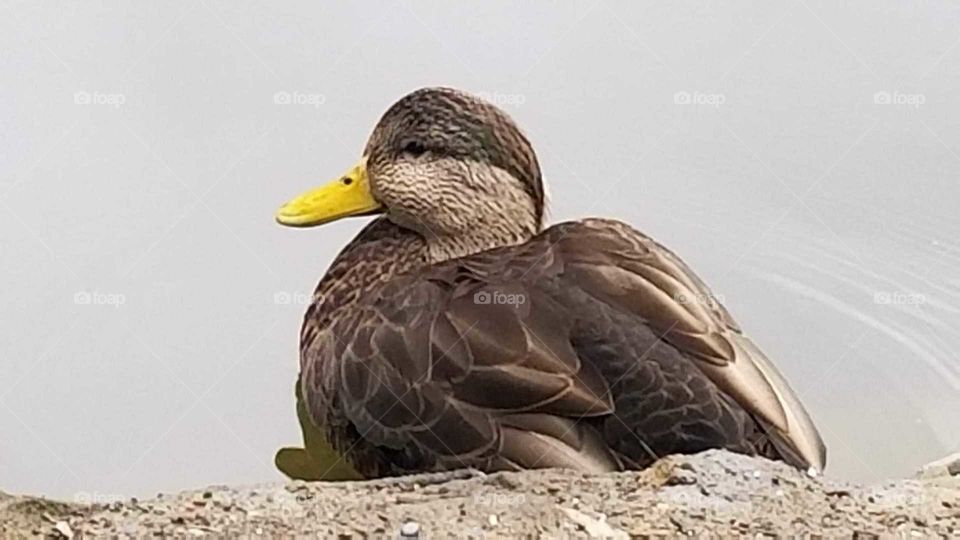 duck at the park