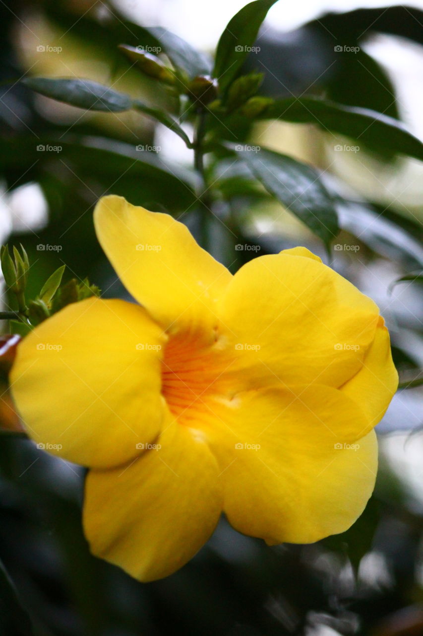 yellow allamanda