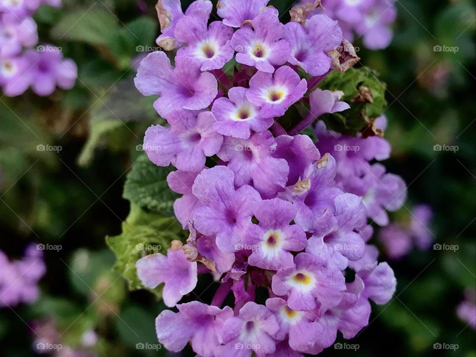 Flowering plant flower vulnerability fragility Plant beauty in Nature close-up Freshness purple petal Growth Nature focus