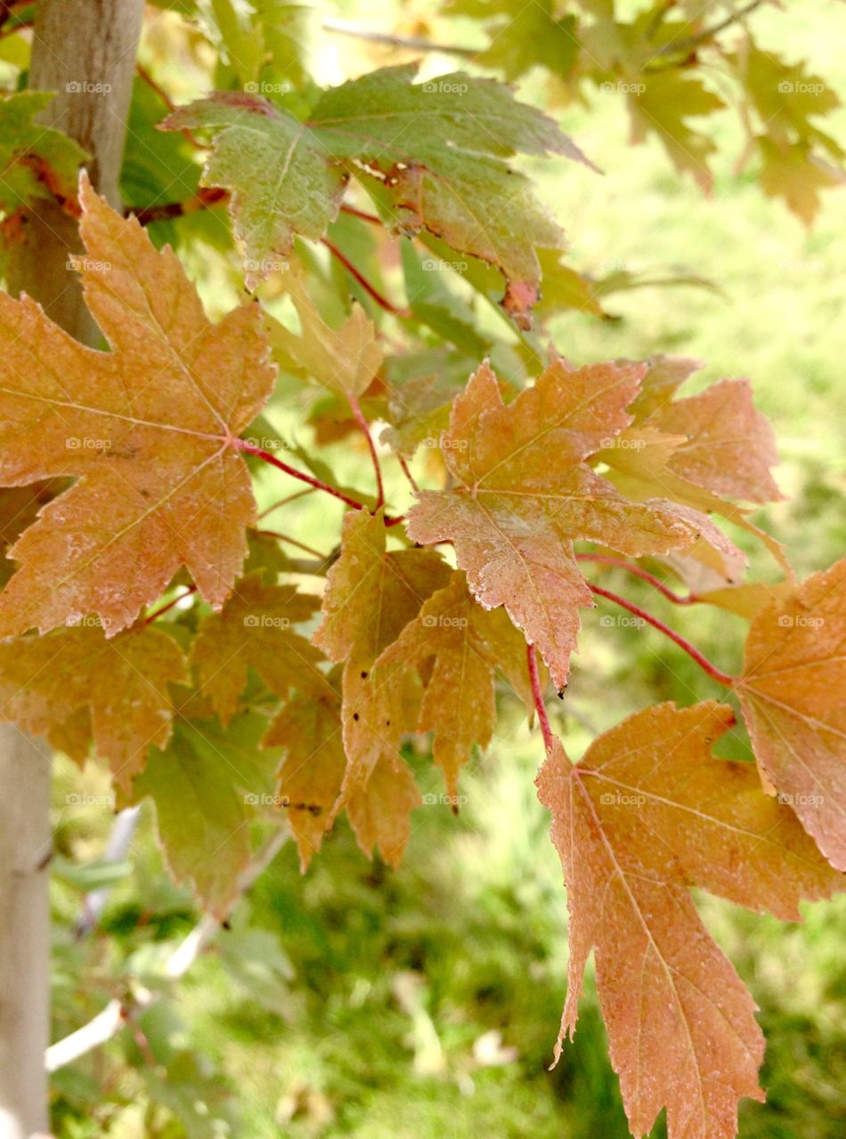 Autumn leaves 