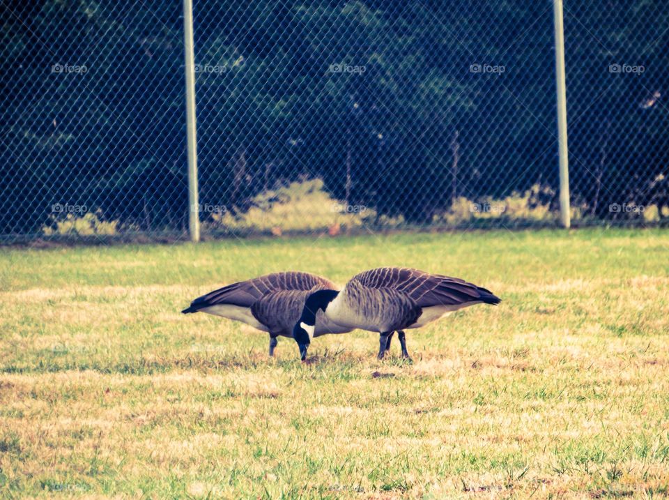 2 geese grazing / opposite angles