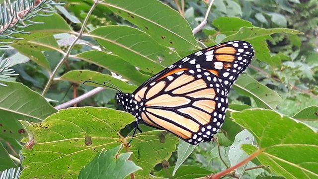 Monarch