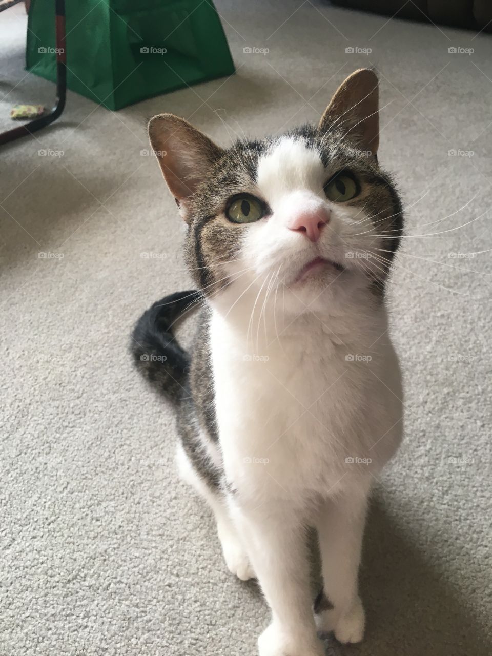 Happy 16th birthday to Maya the cat