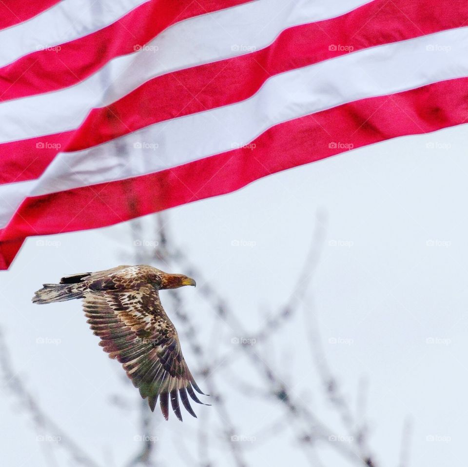 Juvenile bald eagle flying under flag