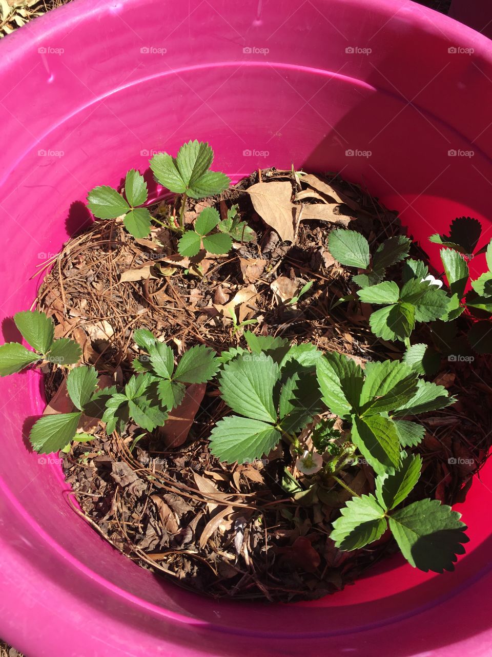 Strawberry seedlings in big pot