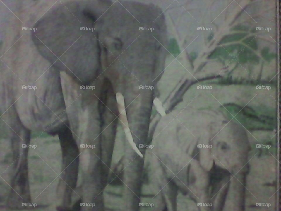 Kenyan elephant and its young one