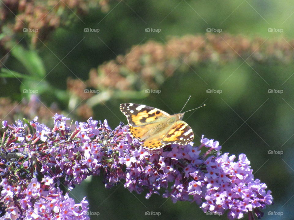 painted lady butterfly resting on lilac buddleia🦋