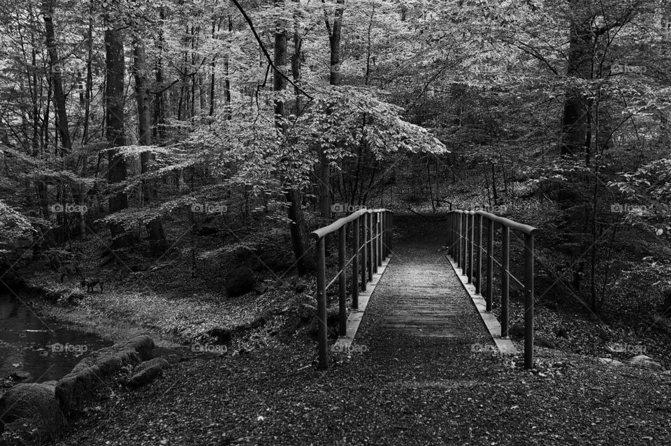 a bridge in the forest