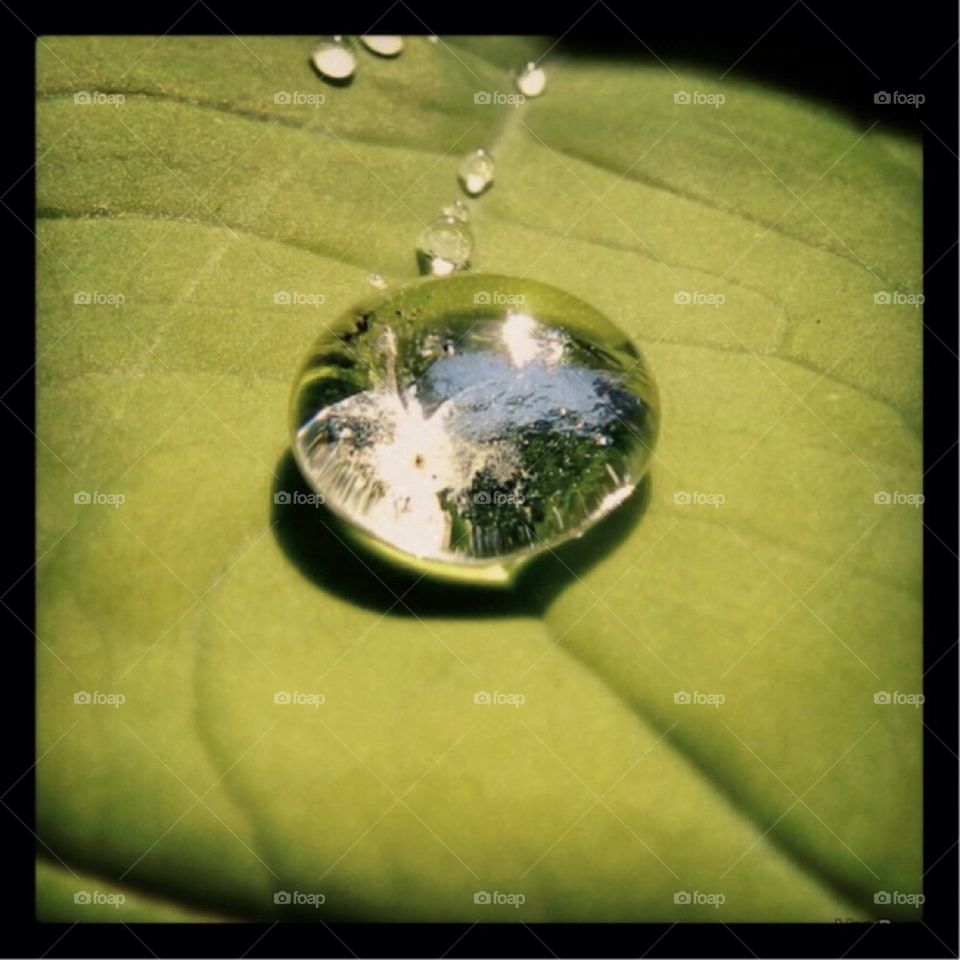 Dew drop