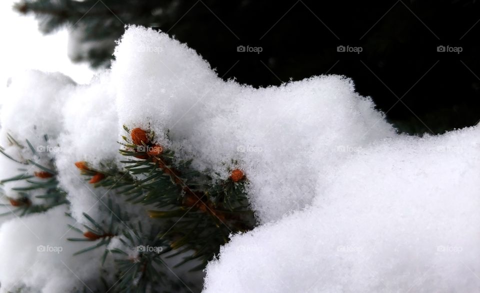 Reddish Colored Baby Pine Cones Still On Their Boughs Under A Blanket Of Freshly Fallen Snow.