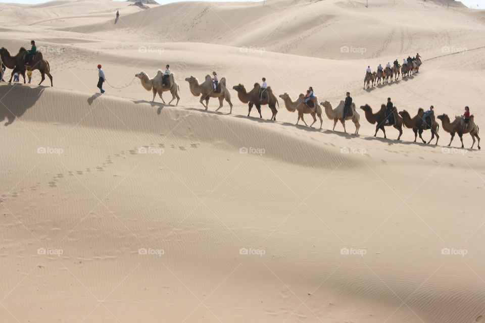 Camels of Inner Mongolia 