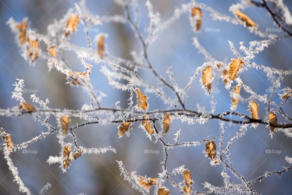 Leaves and branches covered with frost