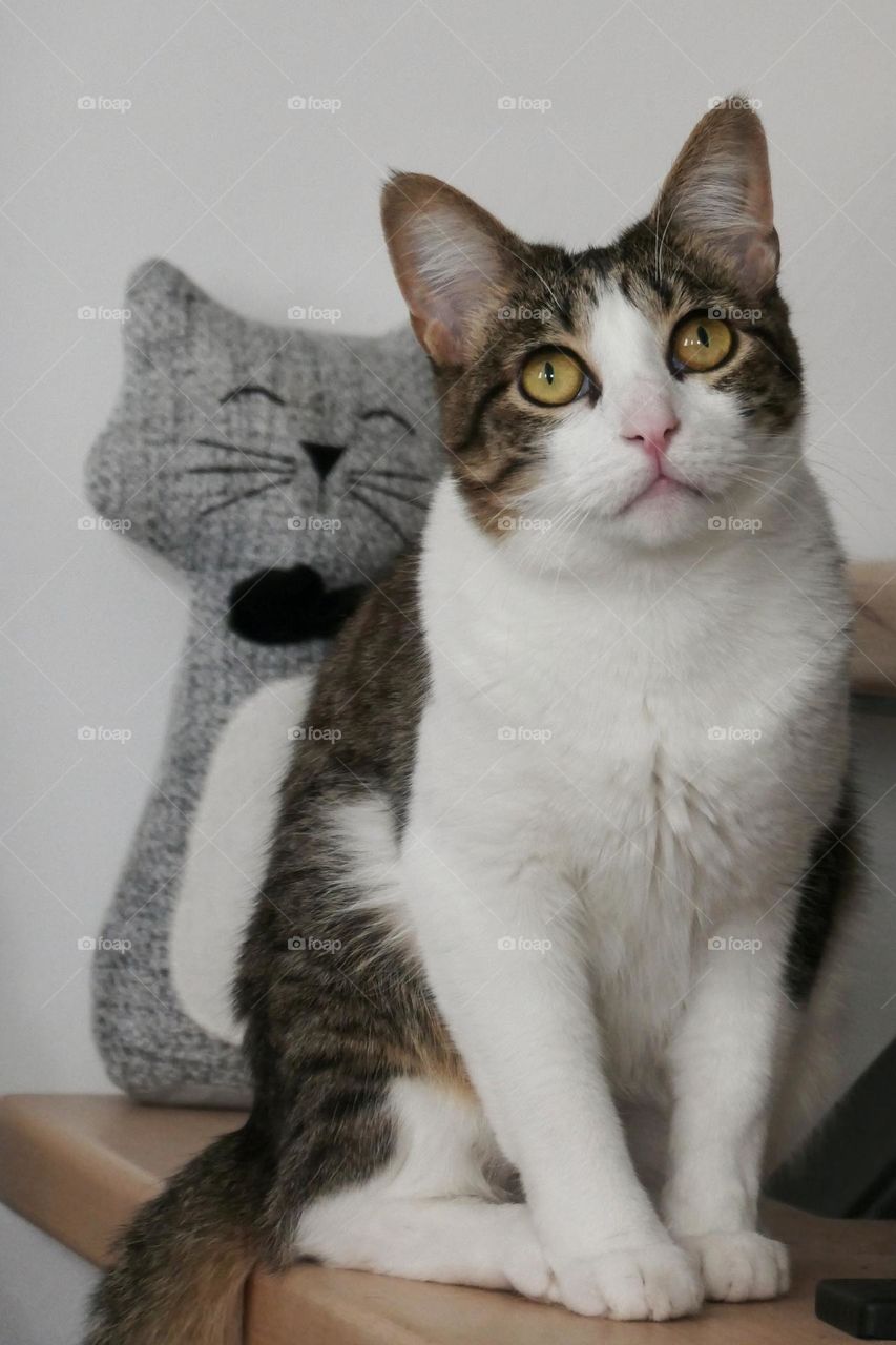 Cute cat and stuffed cat in the stairs