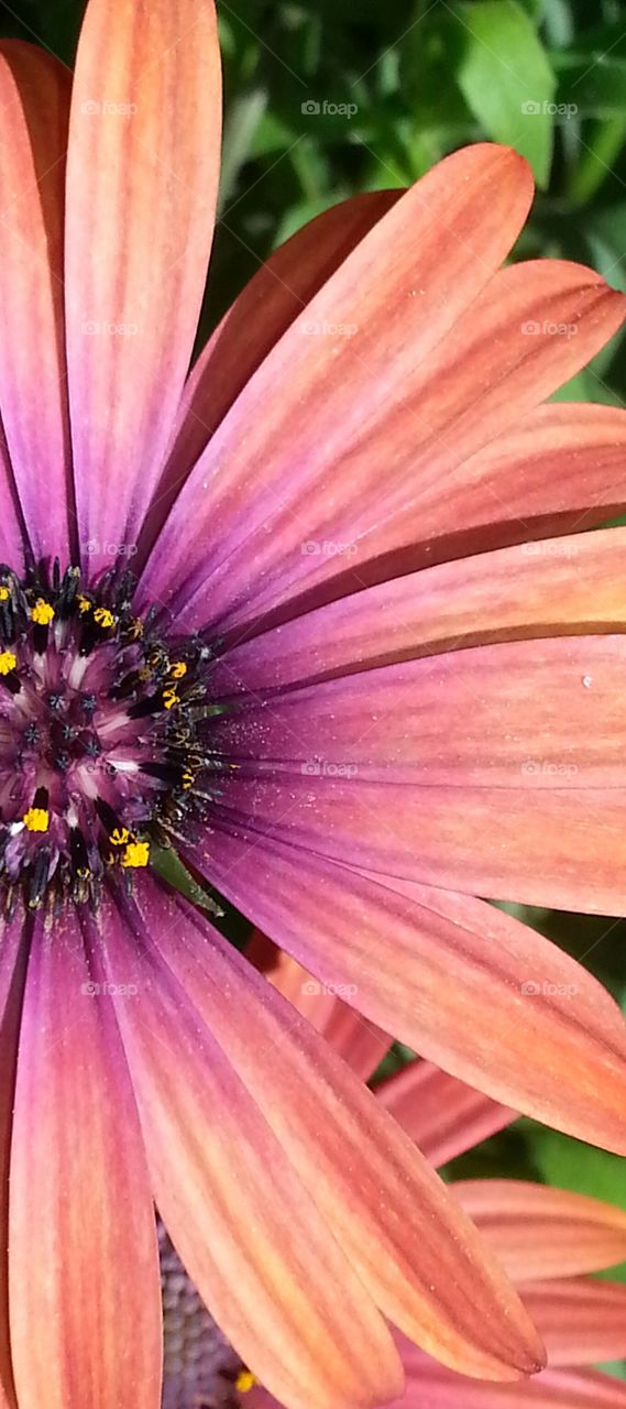 Extreme close-up of flower