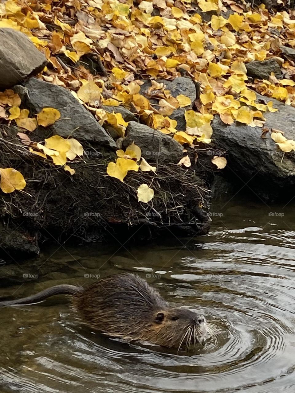 A beaver plays in the water near the shore with golden leaves on the ground.