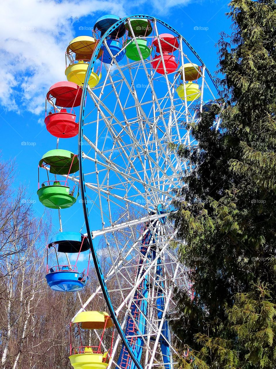Early spring. Sunny day. Multi-colored attraction "Ferris wheel" in contrast with green spruce, blue sky with white clouds and white birches