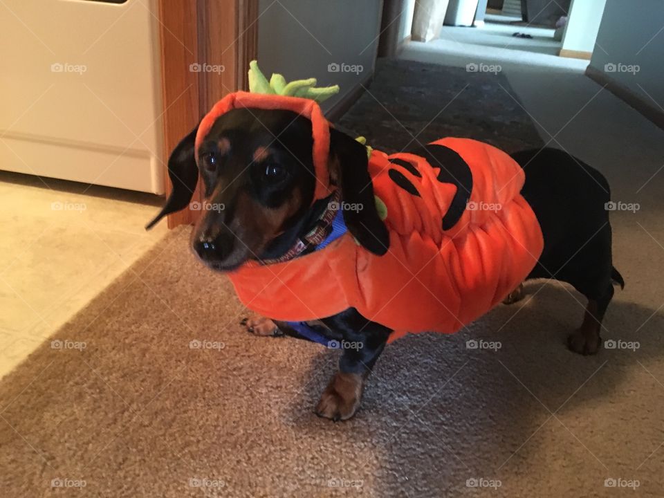 Dachshund dog wearing pumpkin costume 