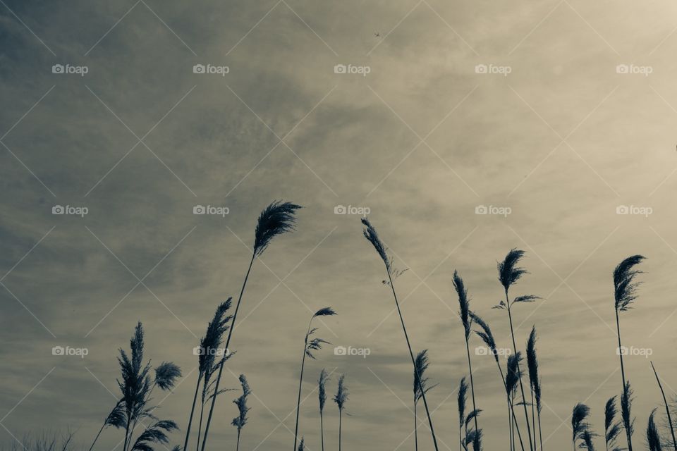 Monochrome Landscape Photography, Field Of Grass And Sky, Black And White Photography, Landscape Photograph 