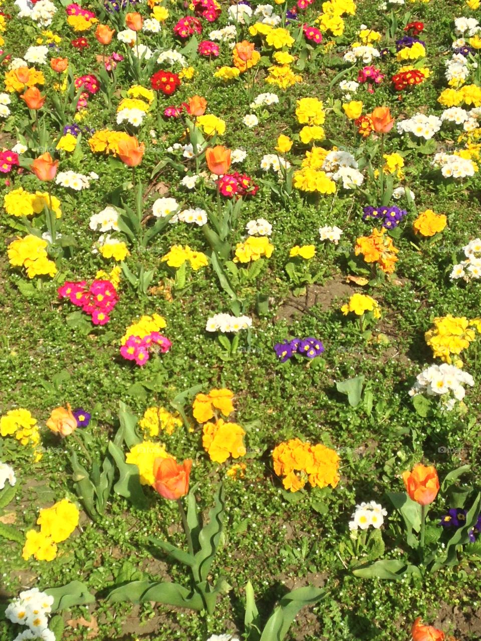 Spring flowers. Park. London