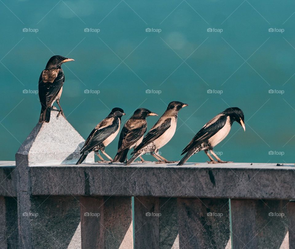 Bird photography - Rosy Starling - Migration bird - Wildlife - Seashore 