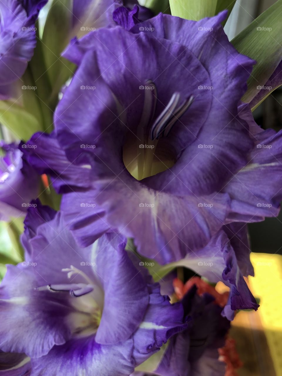 Irises 