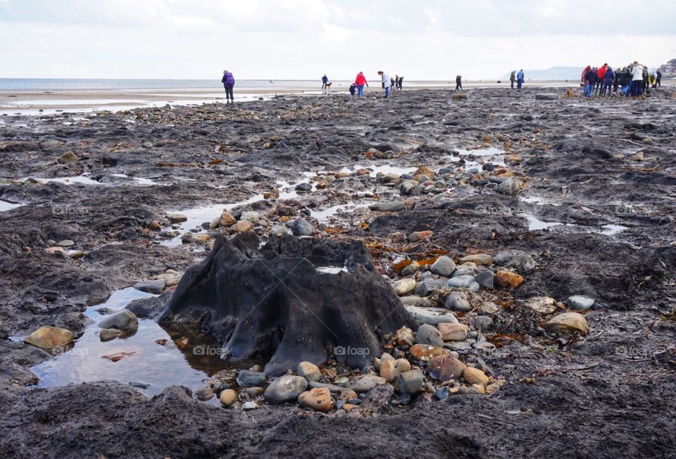 Petrified Tree Stump ... part of an ancient forest ...revealed ... when a storm washed away the beach March 2018