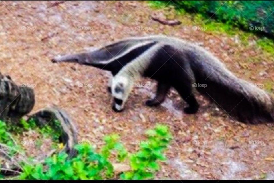 Anteater