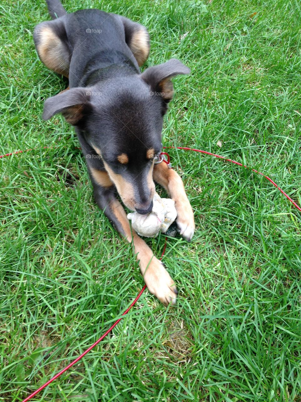 Cute dog lays in grass while happily destroying a chew toy!