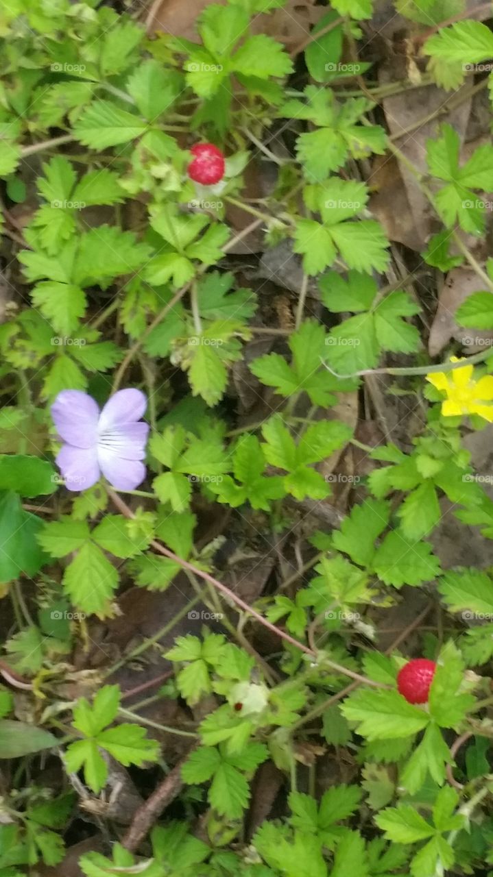 wild strawberries and violet