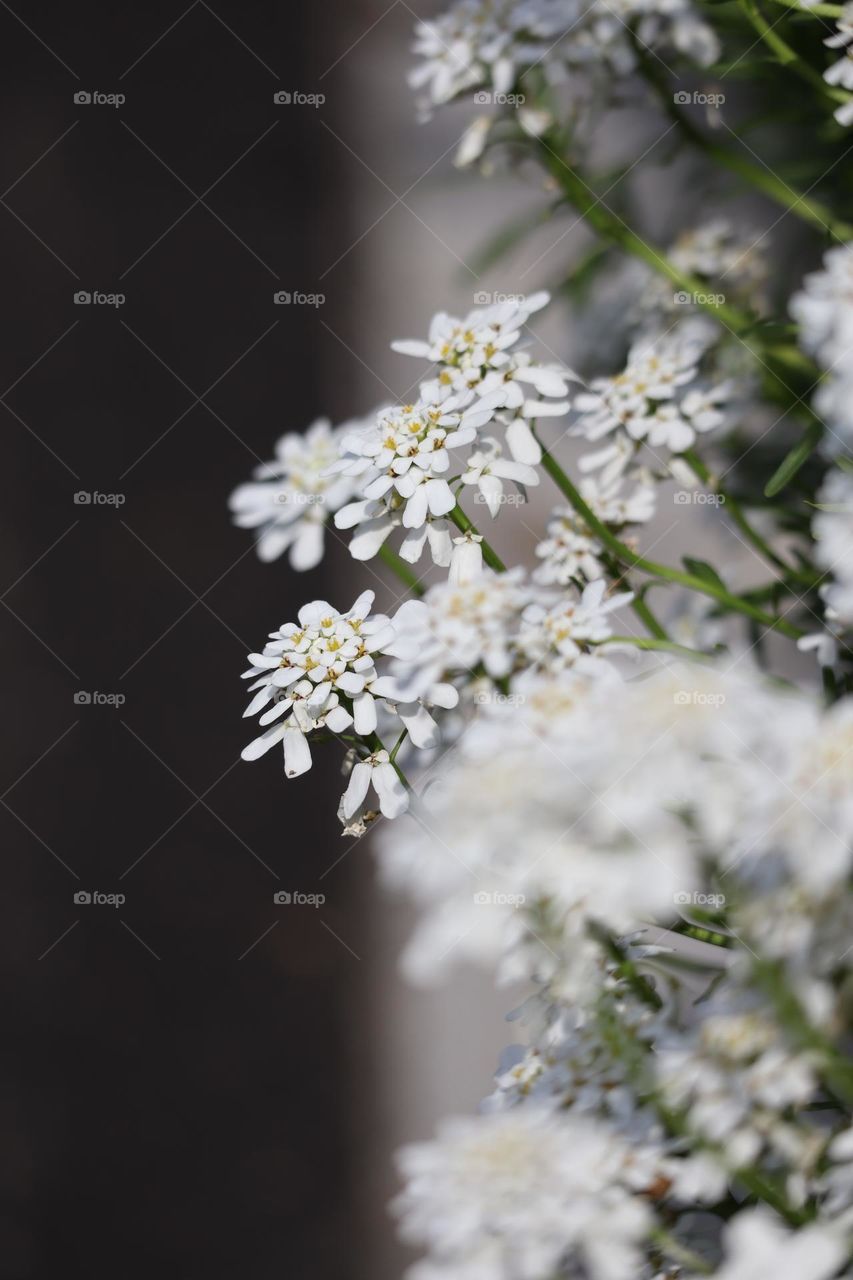 white Flowers in spring