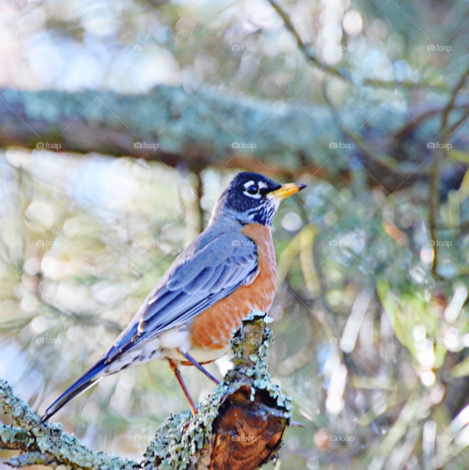 close up of a blue and brown bird sitting on a tree branch