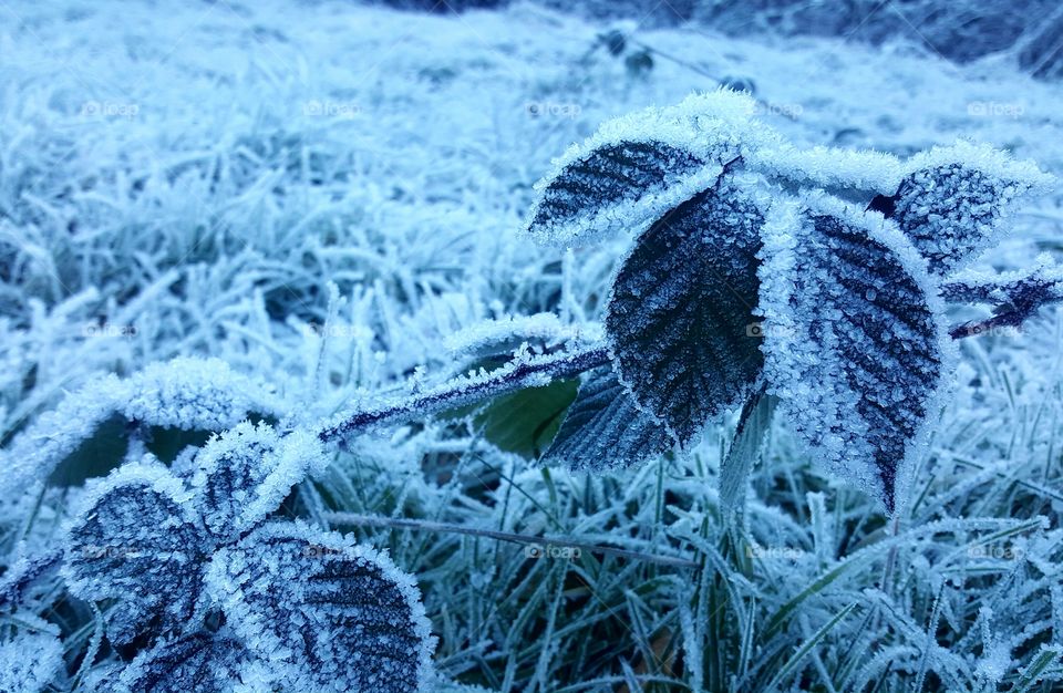 Mother Nature Frozen