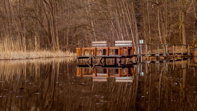 Gold Autumn colours and Reflections 