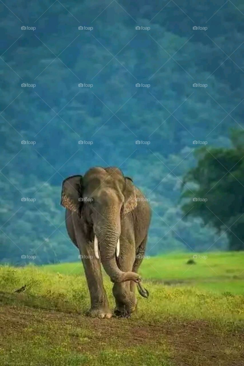elephat
