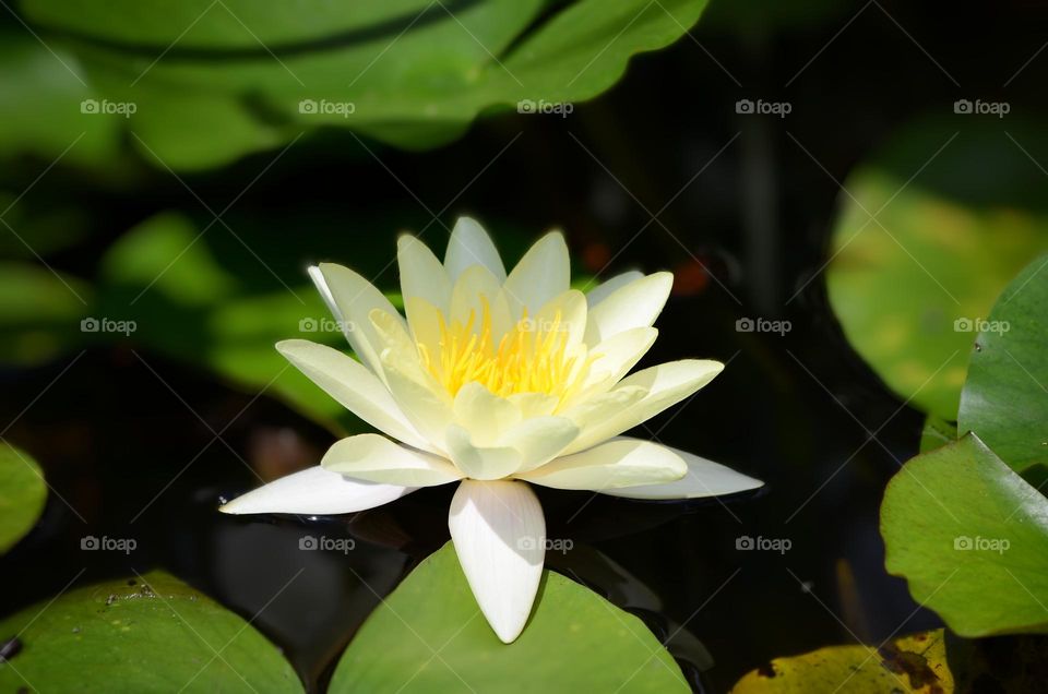 lotus