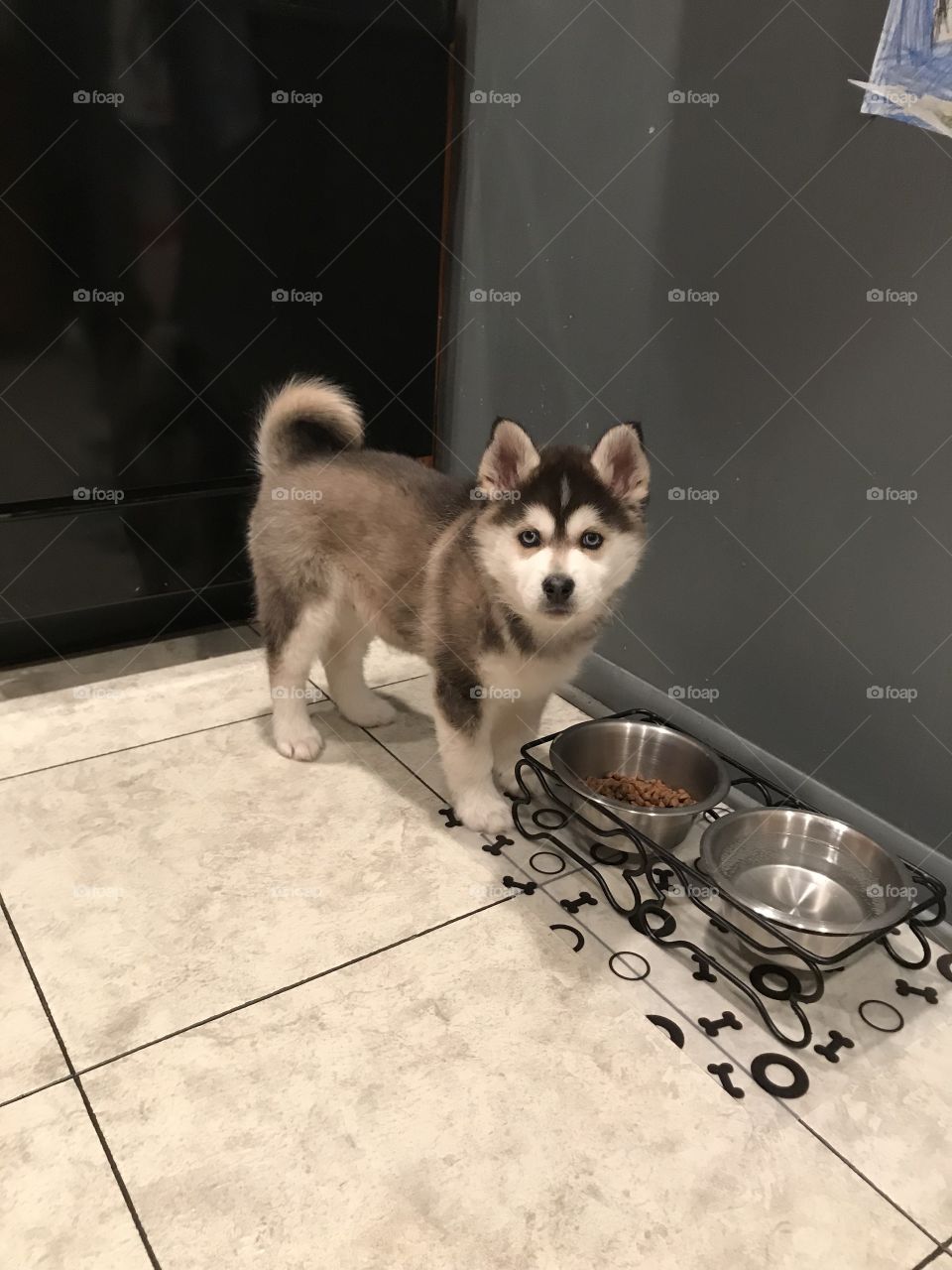 Jax Standing in the kitchen