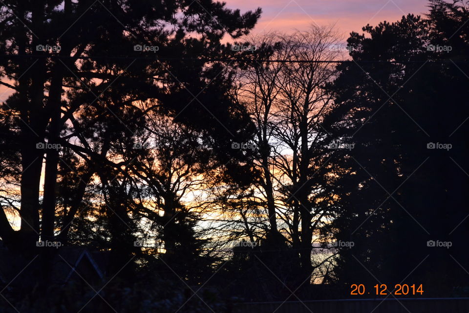 Sunset tree screen