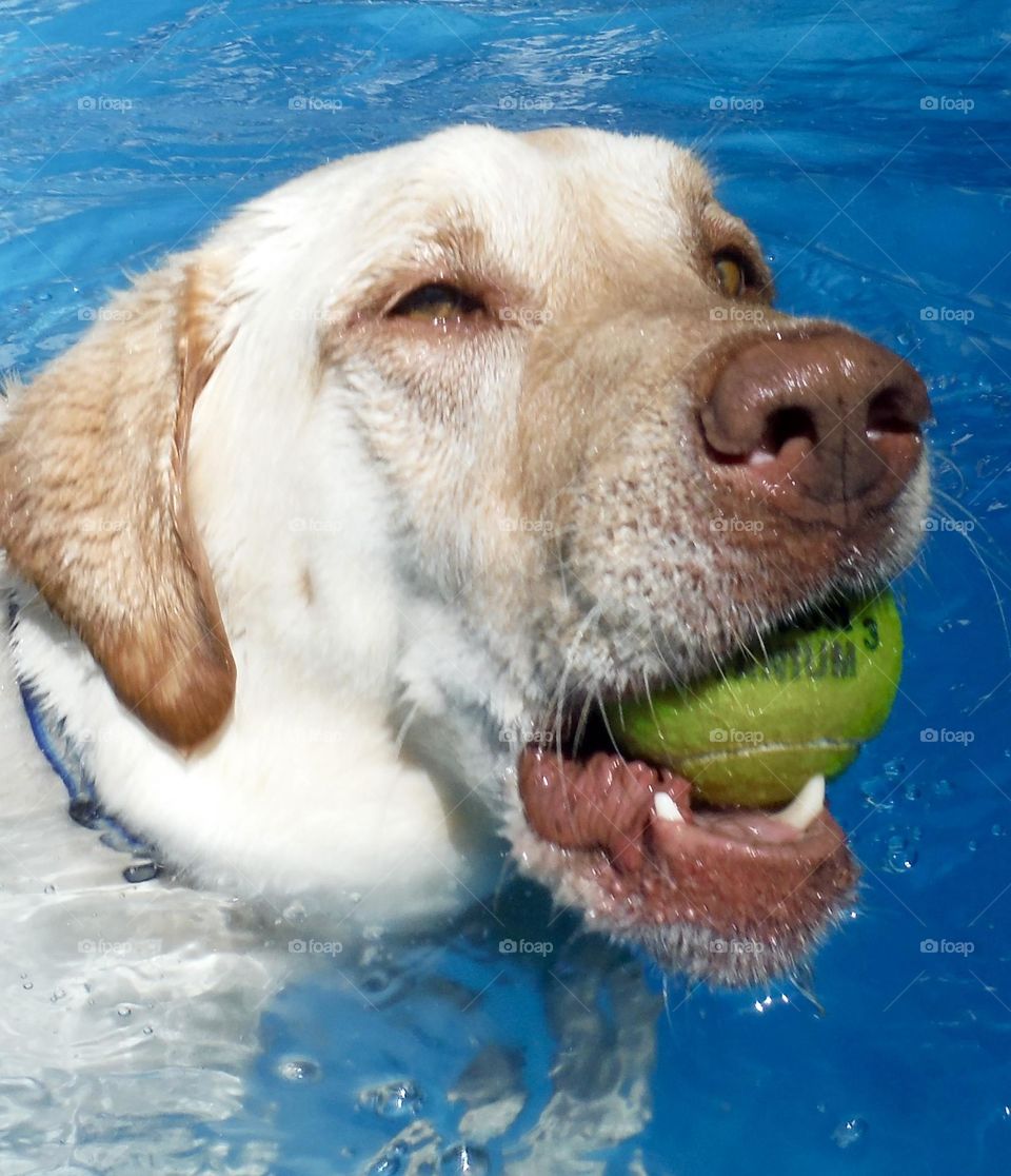 Yellow lab in a swimming pool with a tennis ball that it retrieved from the water