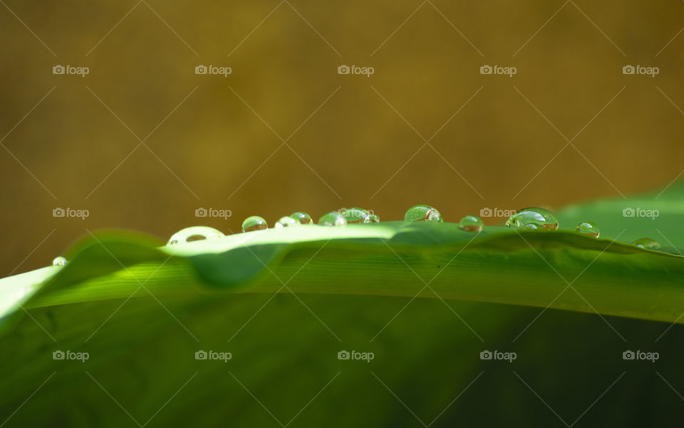 Water drop at leaf
