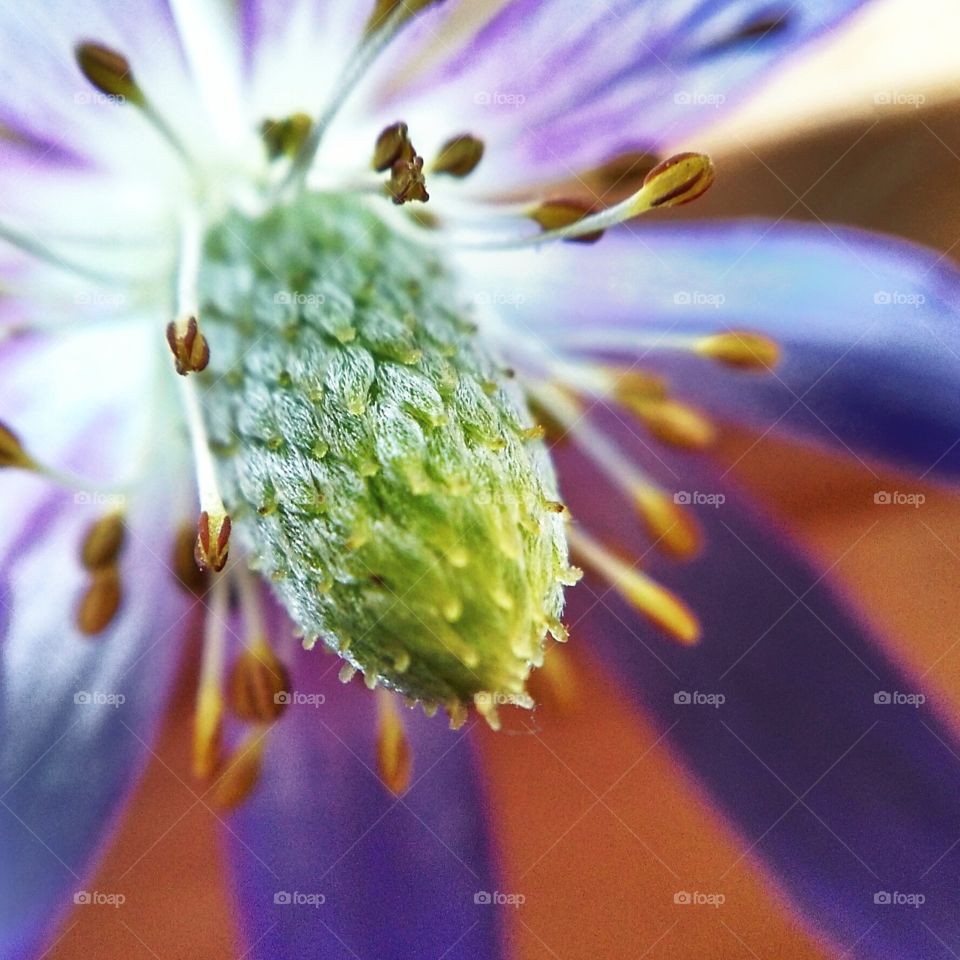 Macro Flower