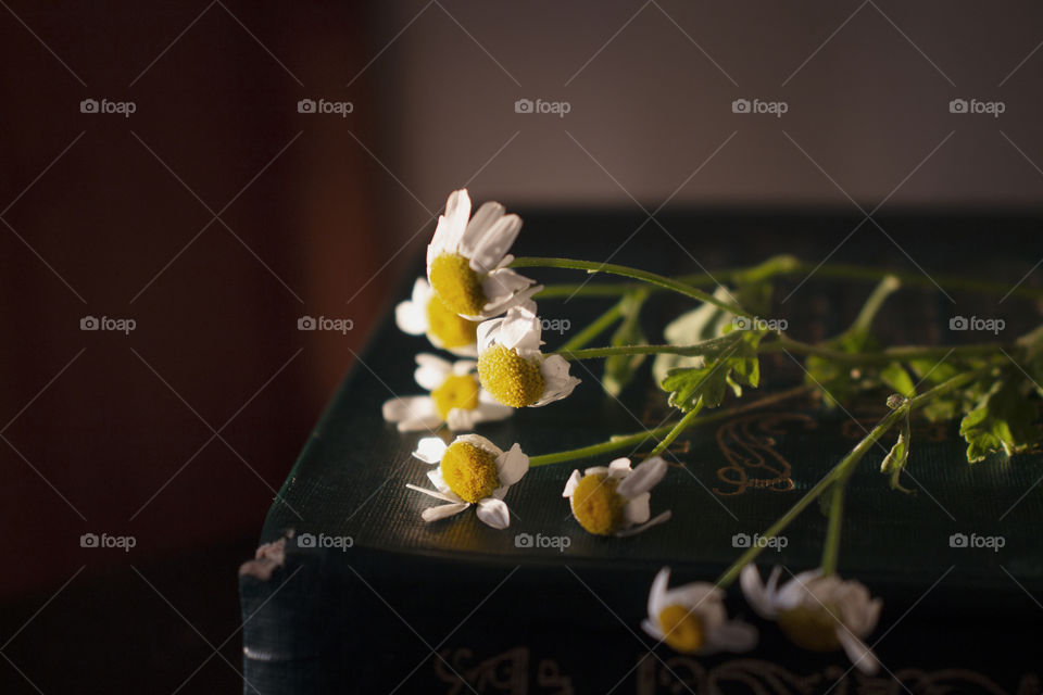chamomile and book - still life in a low key