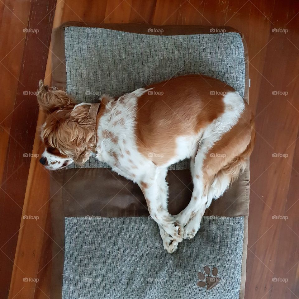 king Charles cavalier dog taking a nap