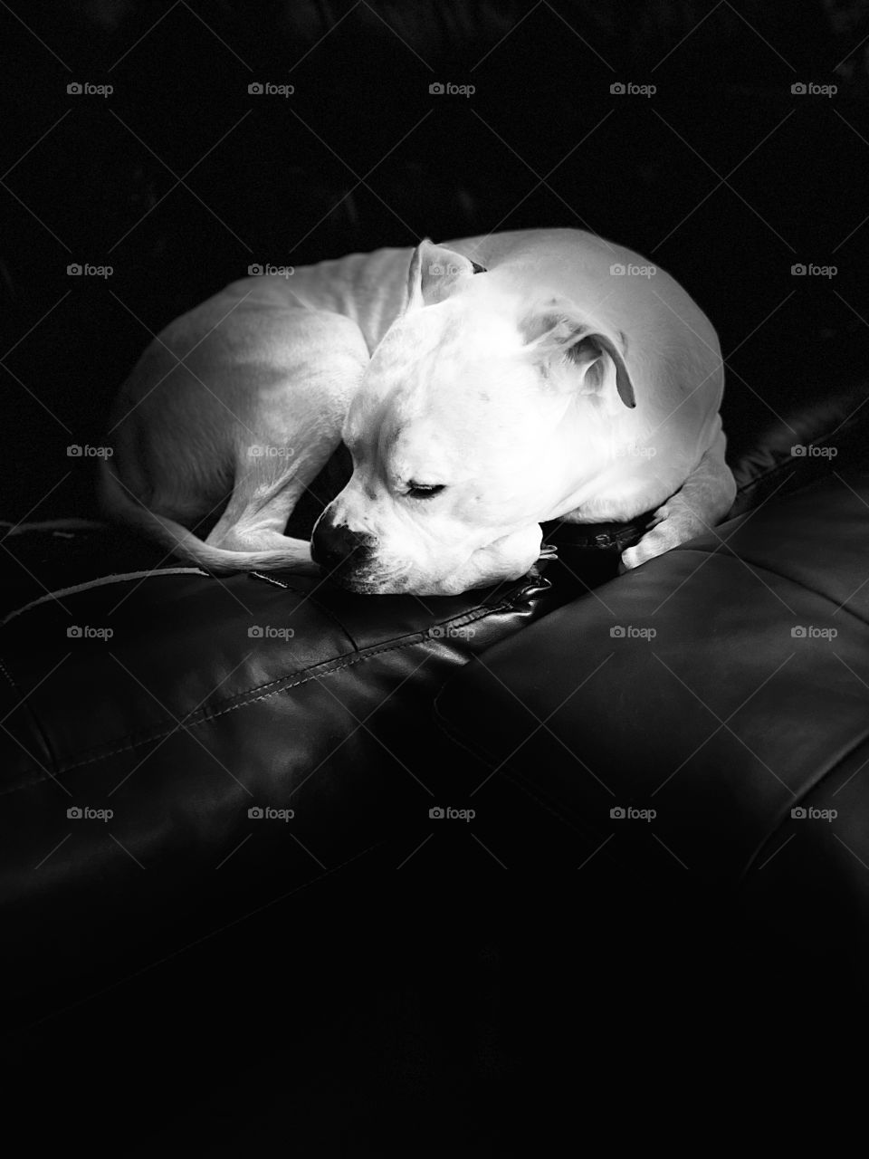 A white American bulldog curls up for a nap on the couch.