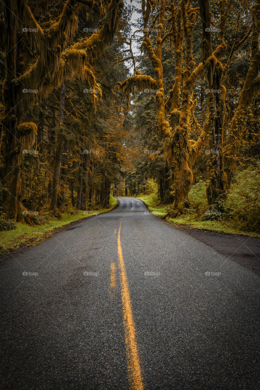 Empty road in forest