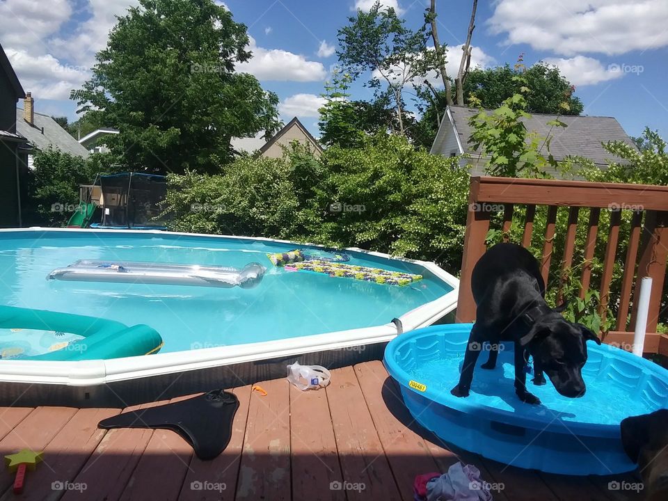 Apollo enjoying his own pool beside the big pool with a scenic looking view 