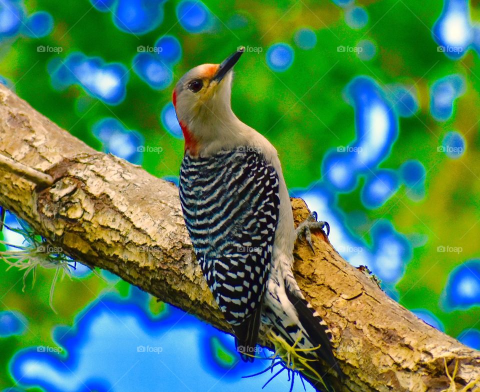 Woodpecker 