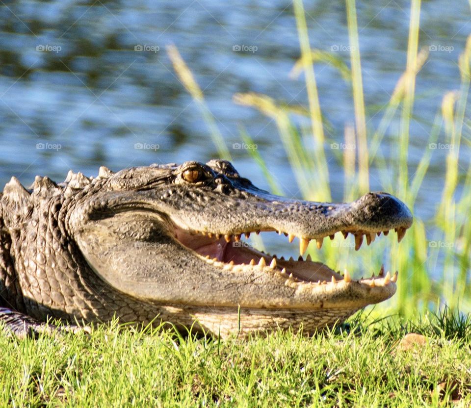 Alligator closeup 